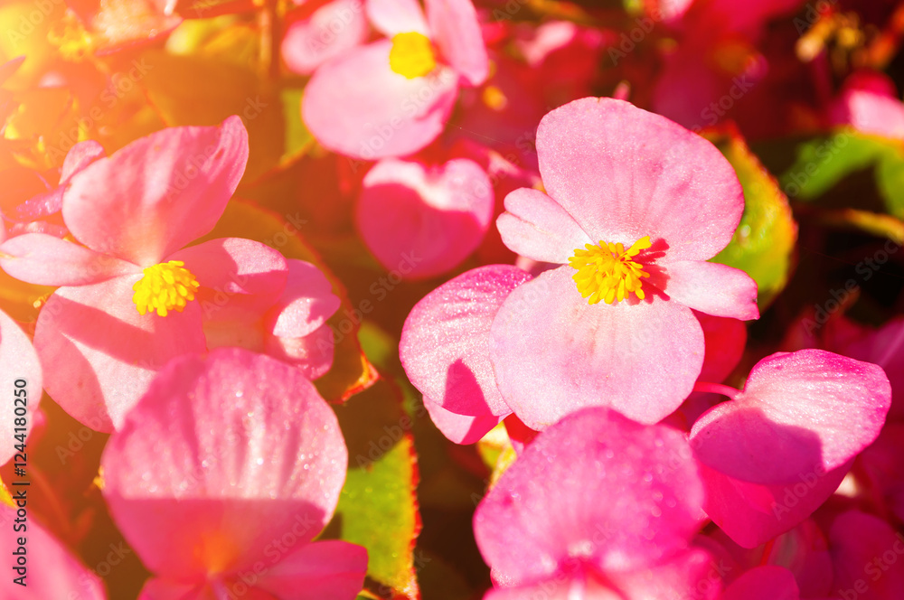Obraz premium Spring flowers of red begonia at the flowerbed - spring background, closeup of begonia flowers under soft sunlight