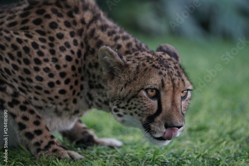 Canvas Print cheetah in wildlife