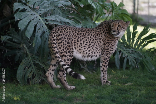 Photography cheetah in wildlife