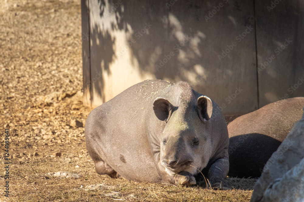 Fototapeta premium tapir terrestre dans un parc animalier
