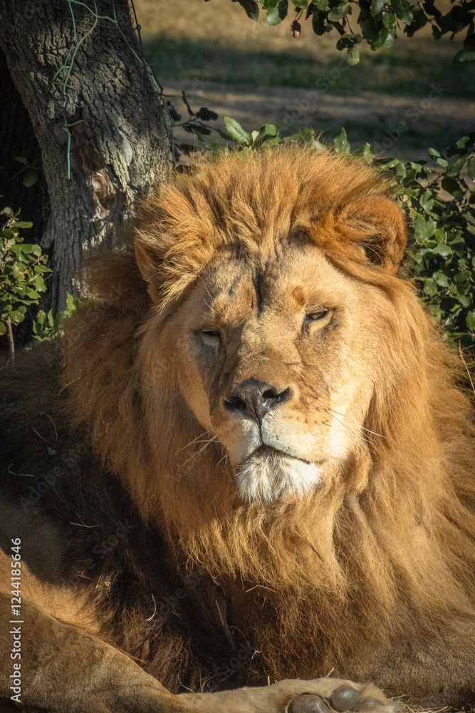 portrait d'un magnifique lion couché sur le sol portrait d'un magnifique lion couché sur le sol