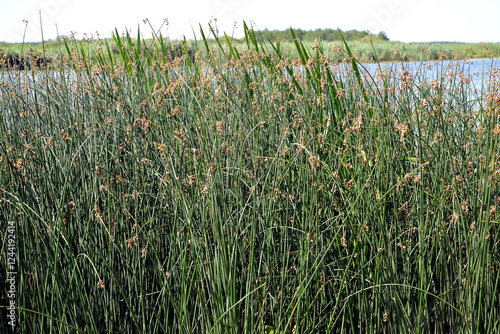 Lake reeds thickets on the river bank photo