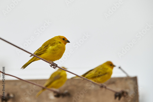 Sicalis flaveola (Sicalis flaveola)..Free bird waiting on a branch to be able to feed in the morning photo