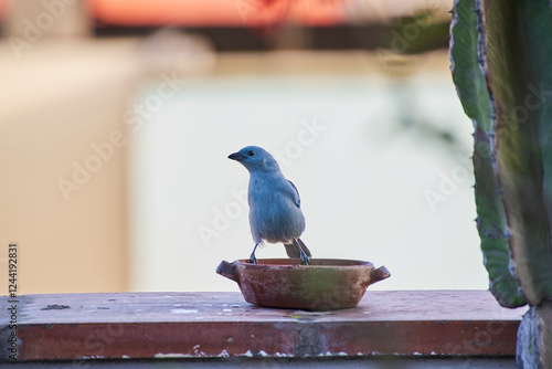 Blue Tanager (Thraupis episcopus).Free-ranging birds, feeding from a feeder in the morning photo