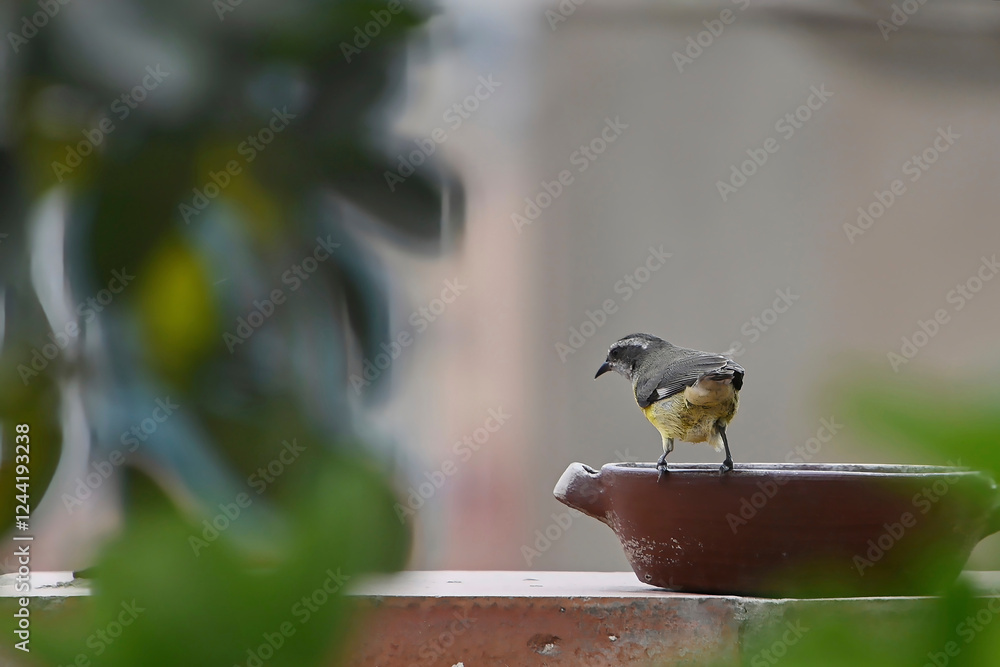 Fototapeta premium Common Honeyeater (Coereba flaveola)..Free-ranging canary bird bathing in the morning in a small water tank