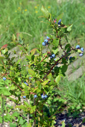 Garden blueberry bush with berries (Vaccinium corymbosum L.)