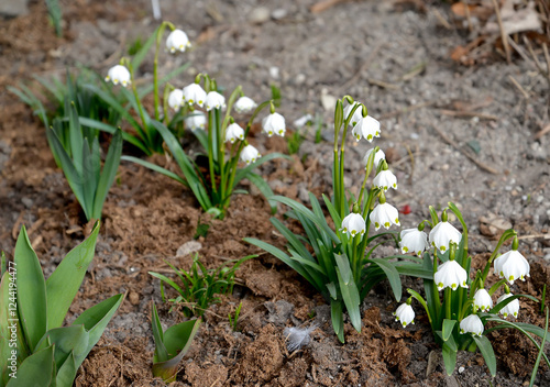 White-flowered spring (Leucojum vernum L.). Blossoming photo