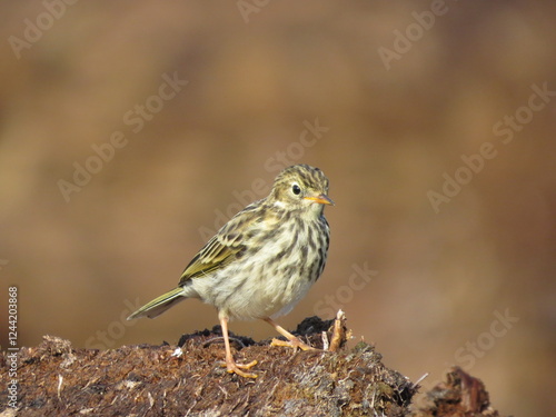 A charming bird on a sunny day
