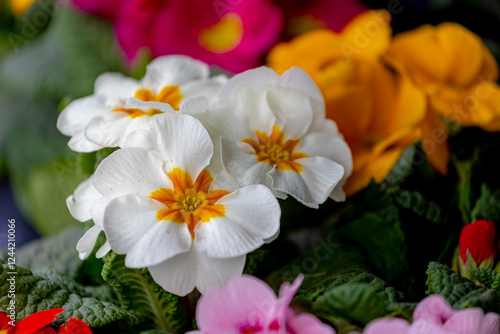 Selective focus of colourful white Primula vulgaris, Common primrose is a species of flowering plant in the family Primulaceae, Multicolour flowers with green leaves, Natural spring floral background. photo