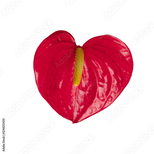 Elegant red anthurium flower in heart shape isolated on transparent background.
