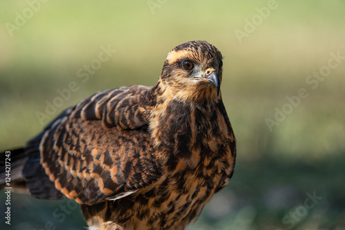 Snail kite close up, Rostrhamus sociabilis in Argentina photo