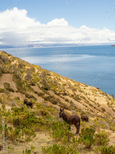 Sun island in Titikaka lake Bolivia photo