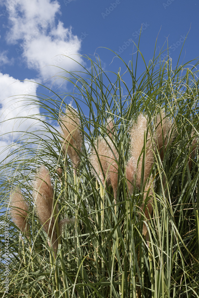 Fototapeta premium Cortaderia selloana
