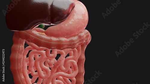 3D animation about small intestine movements