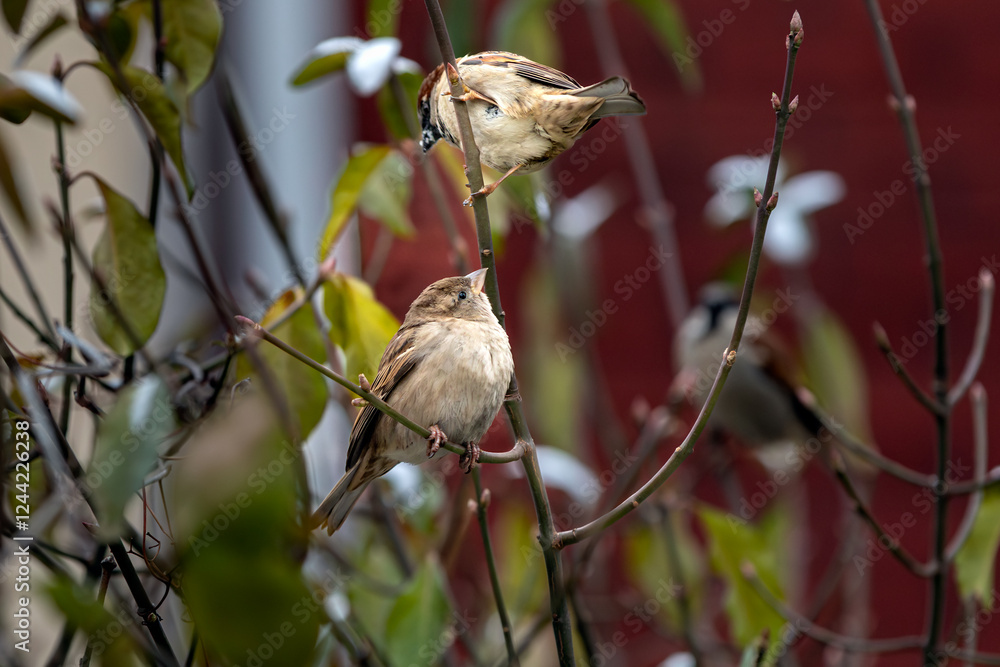 Naklejka premium House sparrows (Passer domesticus) forage in a bush.The highly social birds are native to most of Europe, the Mediterranean basin and much of Asia.