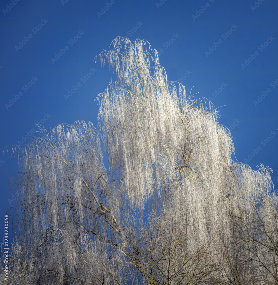 Birch tree covered with white frost