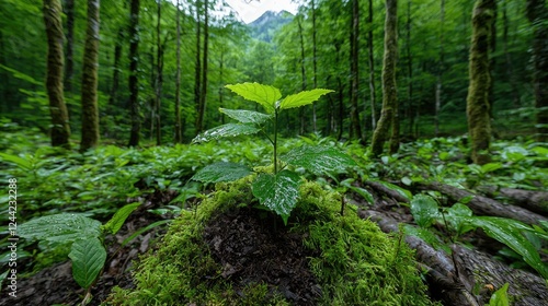 Young tree growing in lush forest