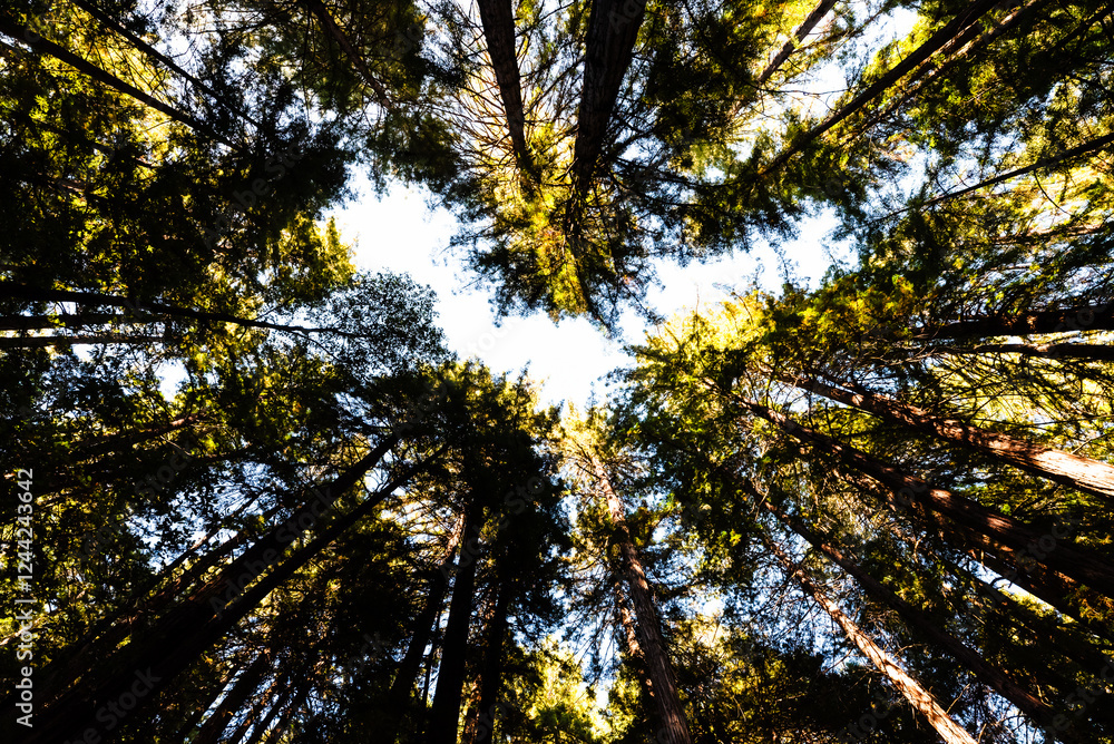 Fototapeta premium Upward view of towering redwoods in Muir Woods National Monument.