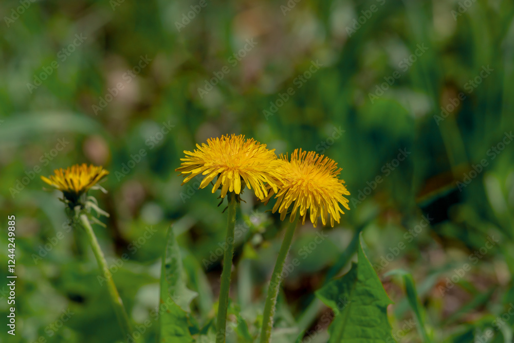 Two Vibrant Yellow Dandelions Blooming in a Green Natural Background Two Vibrant Yellow Dandelions Blooming in a Green Natural Background