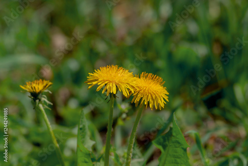 Two Vibrant Yellow Dandelions Blooming in a Green Natural Background