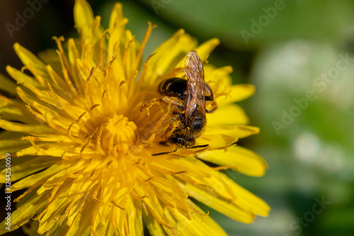 Bee Pollinating a Bright Yellow Dandelion Flower in Natural Setting