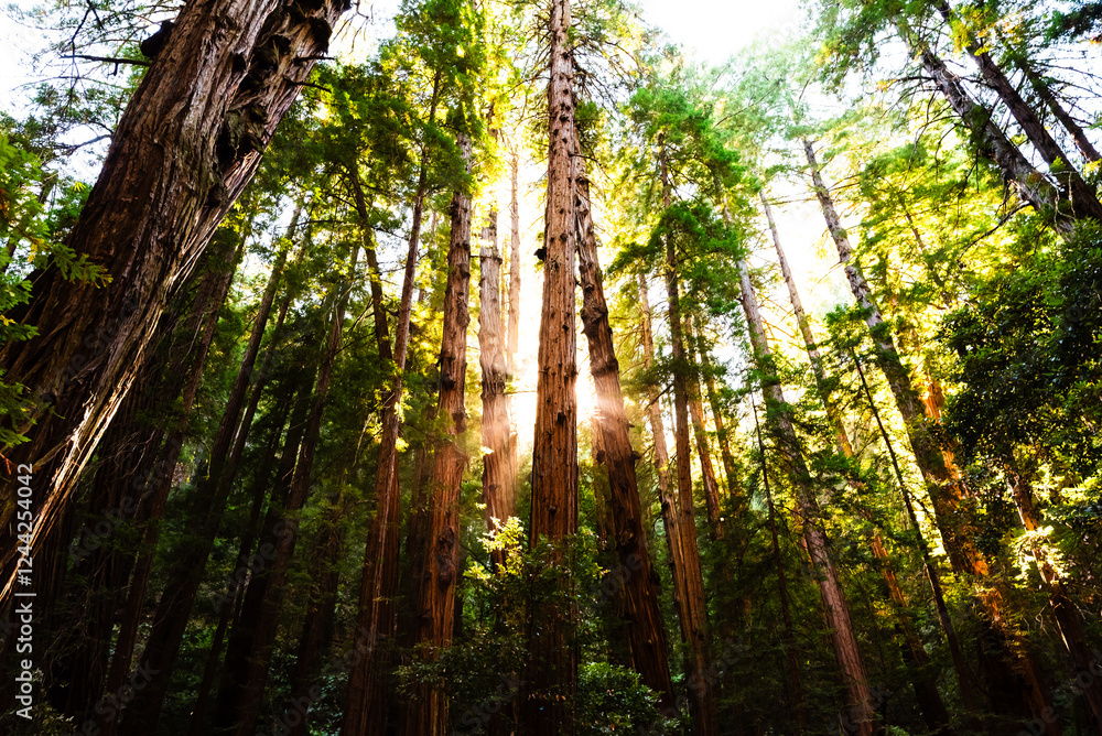 Obraz premium Towering redwoods in Muir Woods forest.
