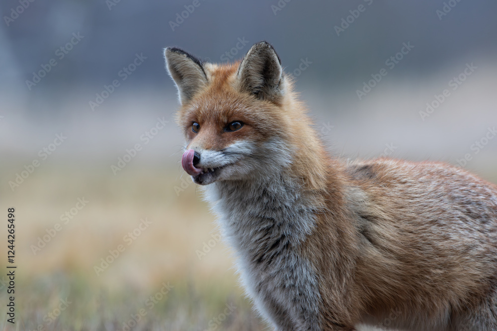 Close-up of a fox licking itself Close-up of a fox licking itself