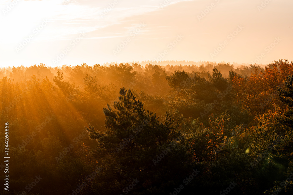 Fototapeta premium pretty morning over the forest canopy orange light nature trees