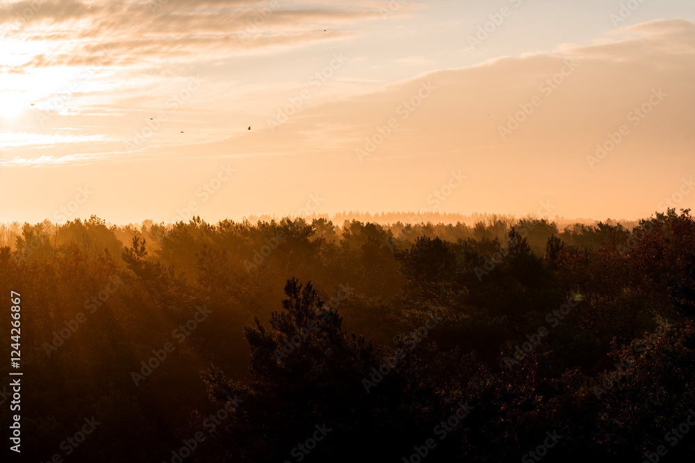 Fototapeta premium pretty morning over the forest canopy orange light nature trees