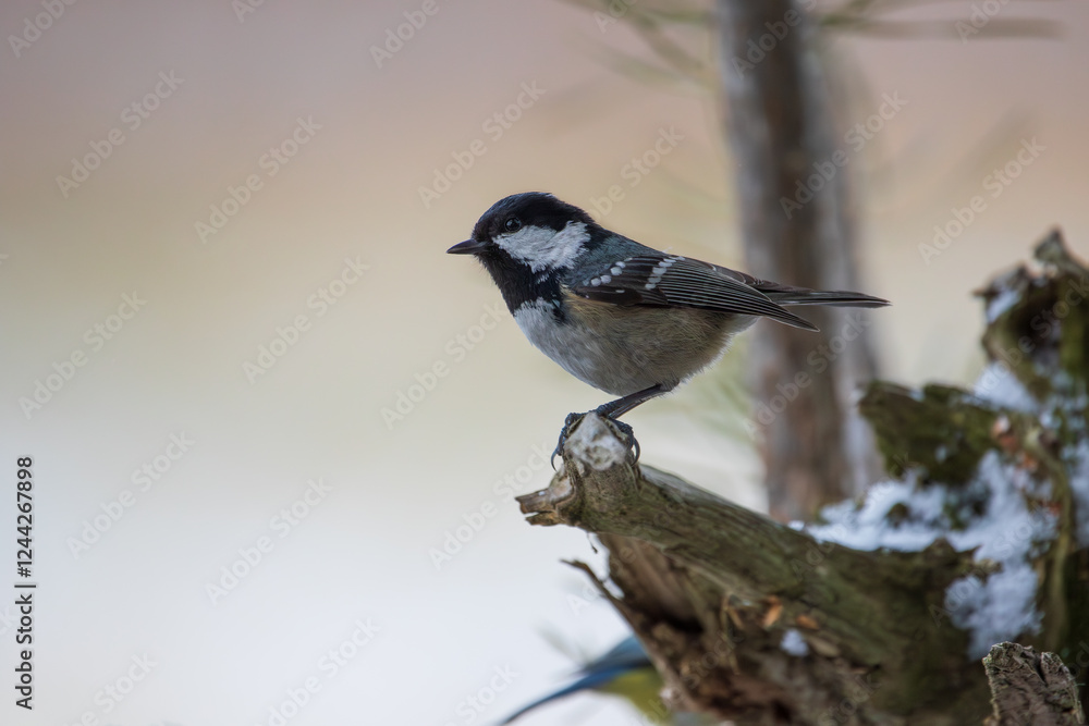 Pine tit on a branch