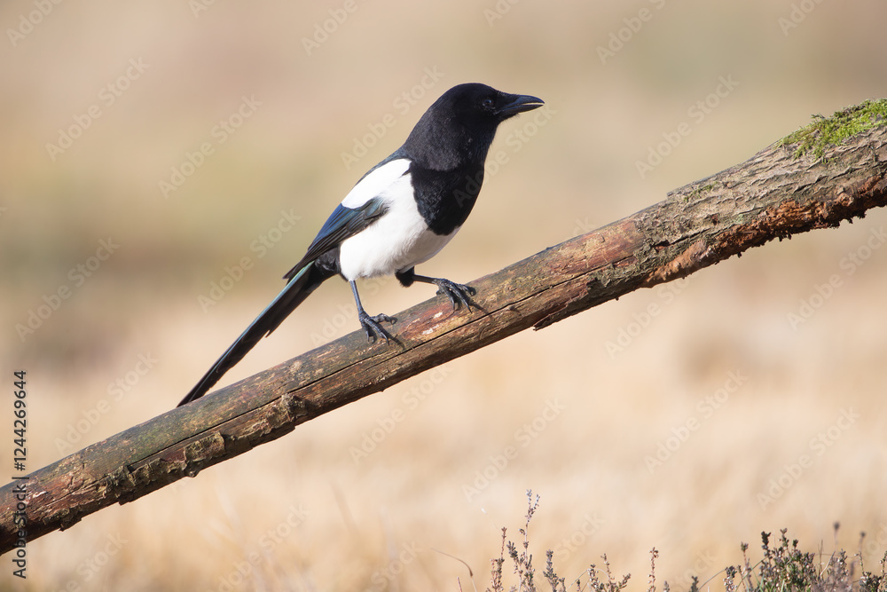 Magpie sitting on a stick on a warm background Magpie sitting on a stick on a warm background