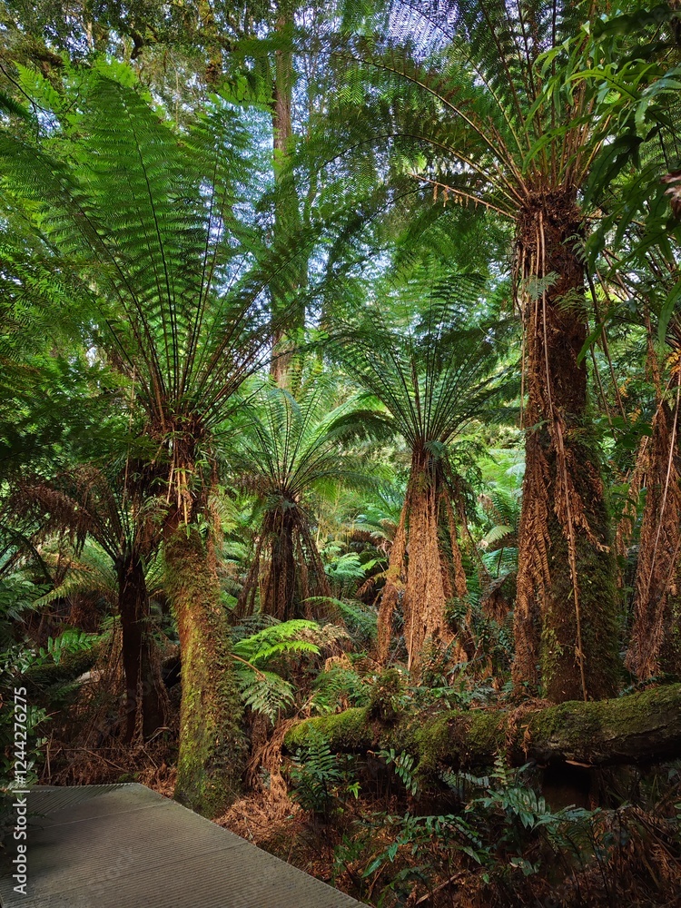 Tree ferns prehistoric trees in the forests of South Australia Tree ferns prehistoric trees in the forests of South Australia