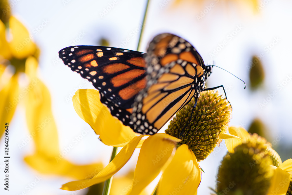 Obraz premium monarch butterfly on yellow flower wings open