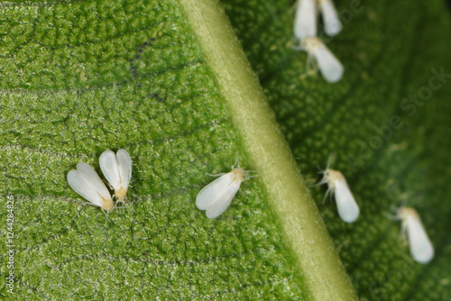 Weiße Fliege, Gewächshausmottenschildlaus, Trialeurodes vaporariorum photo