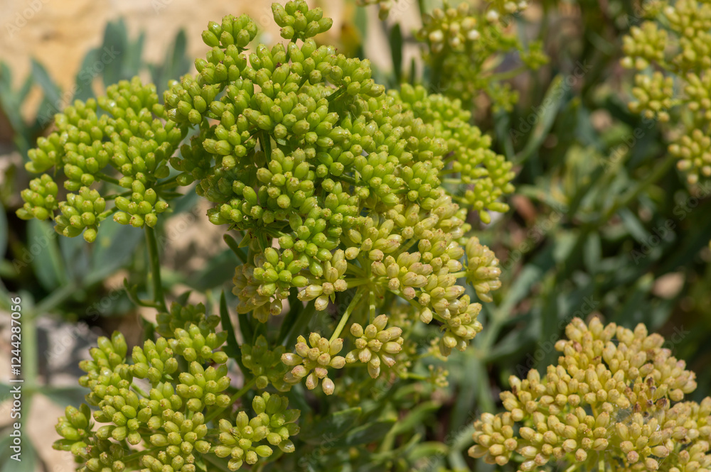 Crithmum maritimum rock samphire plant in bloom, sea fennel flowering costal aromatic plant