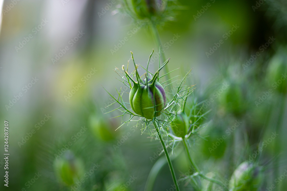 Nigella damascena green seed heads toxic alkaloid capsules