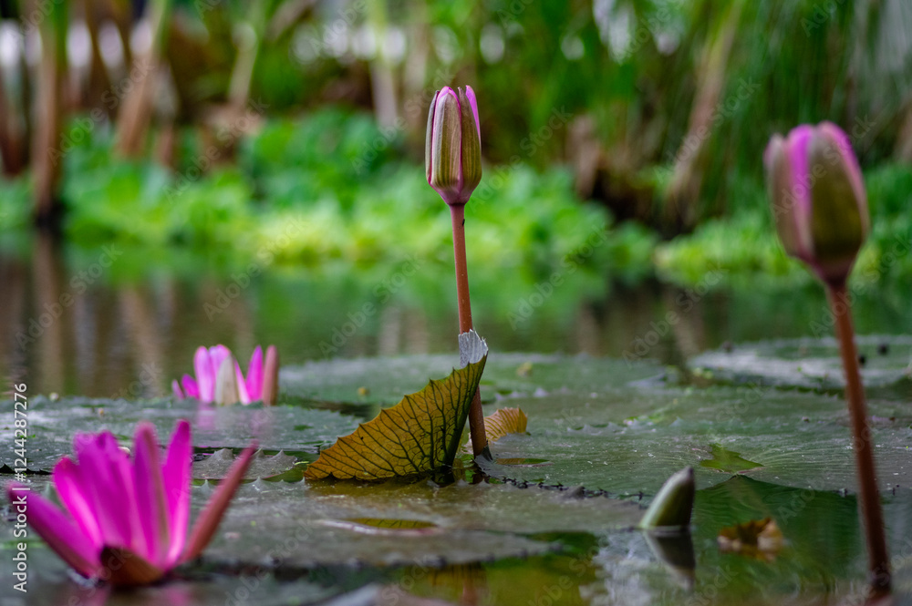 Nymphaea rubra pubescens red water lily plant in bloom, beautiful flowering lotus flowers in ornamental garden pond