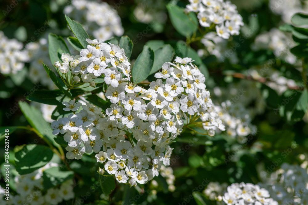 Spiraea vanhouttei meadowsweet ornamental shrub in bloom, group of bright white flowering flowers on branches