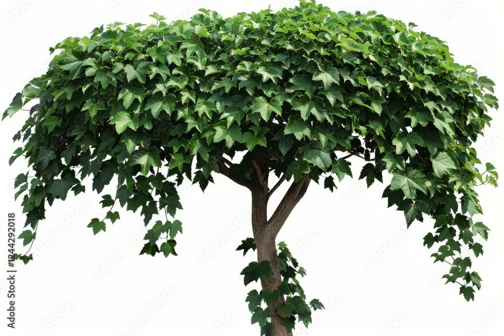 Vibrant green foliage creates a dense, umbrella shaped canopy on a tree, isolated against a white background Vibrant green foliage creates a dense, umbrella shaped canopy on a tree, isolated against a white background