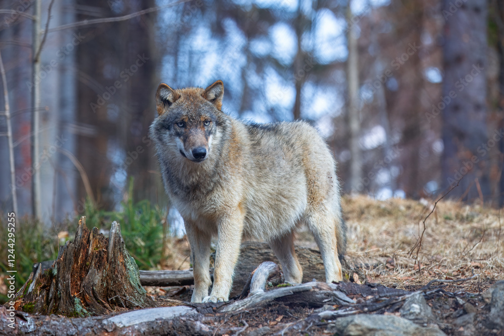 Fototapeta premium Сlose-up portrait of a wolf. Eurasian wolf, also known as the gray or grey wolf also known as Timber wolf. Scientific name: Canis lupus lupus. Natural habitat.
