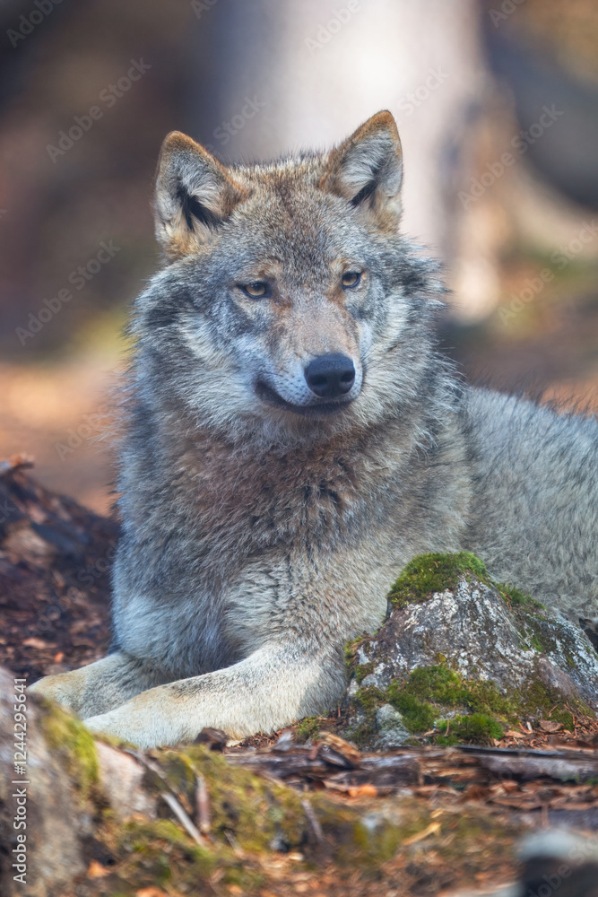 Obraz premium Сlose-up portrait of a wolf. Eurasian wolf, also known as the gray or grey wolf also known as Timber wolf. Scientific name: Canis lupus lupus. Natural habitat. 
