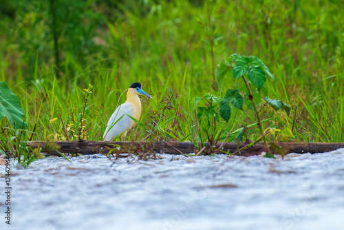 Black-capped heron in surrounded green foliage by river in Madidi national park photo