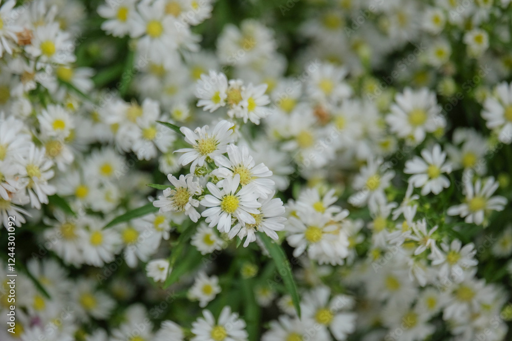 Close up of white daisies or Asteraceae flowers. Abstract tekture and pattern background of daisies. For graphic design or banner background Close up of white daisies or Asteraceae flowers. Abstract tekture and pattern background of daisies. For graphic design or banner background