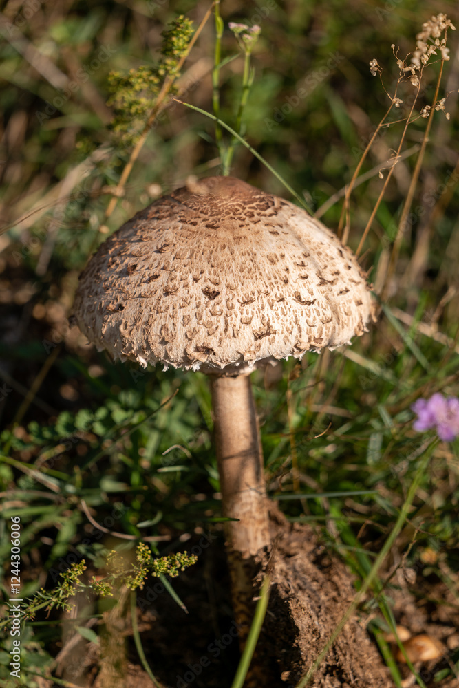mushroom in the forest mushroom in the forest