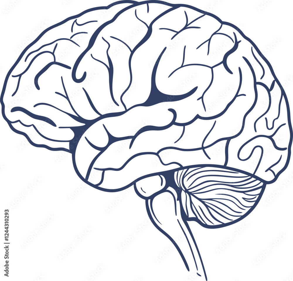 Fototapeta premium Human brain vector hand drawn. Vector anatomy illustration of the human brain. Brain vector art with white background.