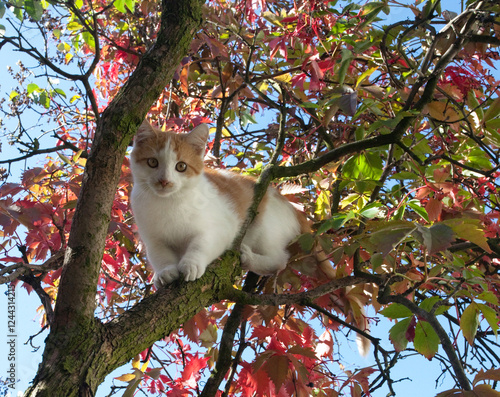 Młody rudo-biały kociak na drzewie. A young red and white kitten on a tree.	