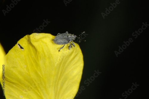 Kohlschotenrüssler,  Echter Kohlschotenrüssler, Ceutorhynchus assimilis , Winterraps photo