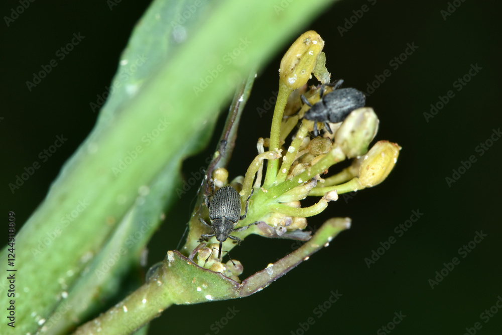 Obraz premium Kohlschotenrüssler, Echter Kohlschotenrüssler, Ceutorhynchus assimilis, Winterraps