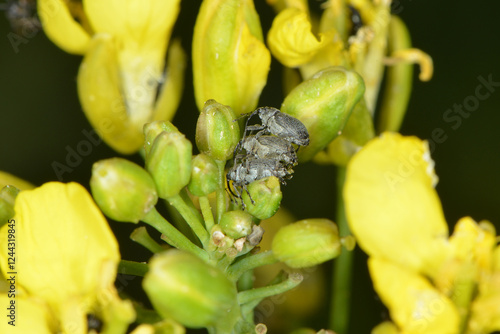 Kohlschotenrüssler, Ceutorhynchus assimilis photo