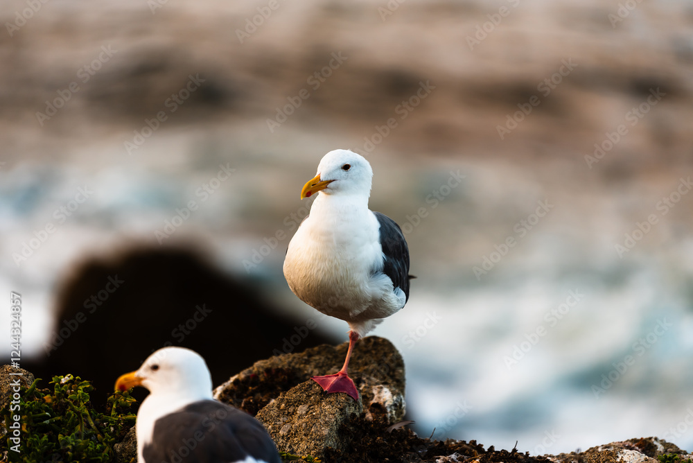 Obraz premium Two seagulls perched on a rocky coastal shore near the ocean.